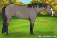 Horse Color:Grullo Splash 