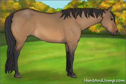 Horse Color:Bay Dun 