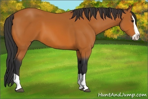 Horse Color:Bay Splash 