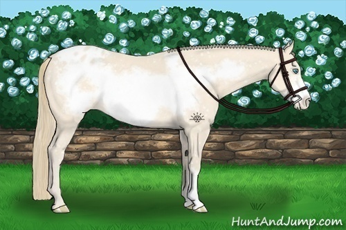 Horse Color:Perlino Frame Appaloosa 
