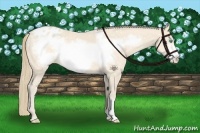 Horse Color:Perlino Frame Appaloosa