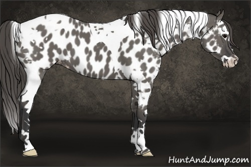 Horse Color:Grullo Splash Tobiano Appaloosa 
