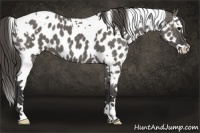 Horse Color:Grullo Splash Tobiano Appaloosa 