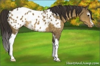 Horse Color:White Spotted Buckskin Dun Appaloosa