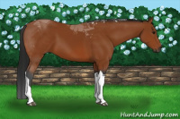 Horse Color:Gray Bay Tobiano