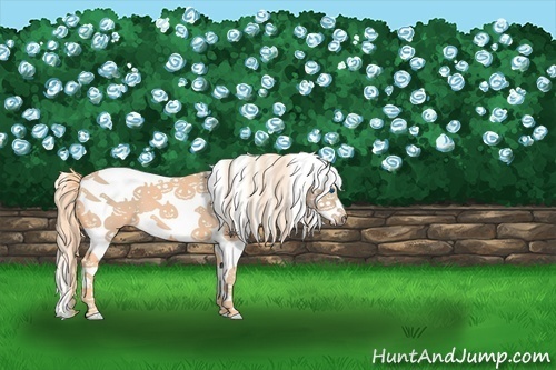 Horse Color:Watercolor White Spotted Palomino Splash 