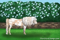 Horse Color:Watercolor White Spotted Palomino Splash