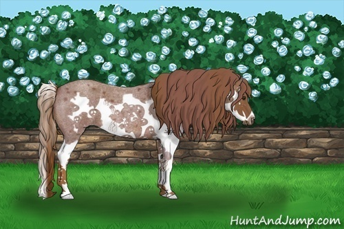 Horse Color:Red Roan Splash Frame 