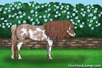 Horse Color:Red Roan Splash Frame