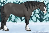 Horse Color:Black Splash