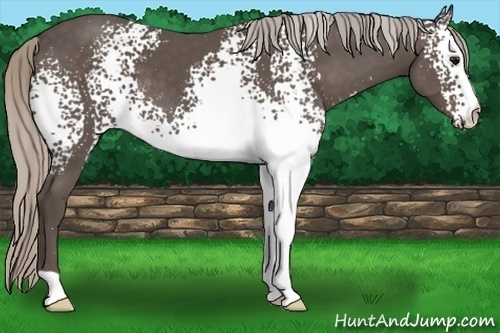 Horse Color:White Spotted Silver Black 