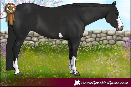 Horse Color:Gray Black 