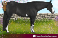 Horse Color:Gray Black