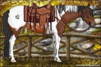 Horse Color:Bay Tobiano Appaloosa 