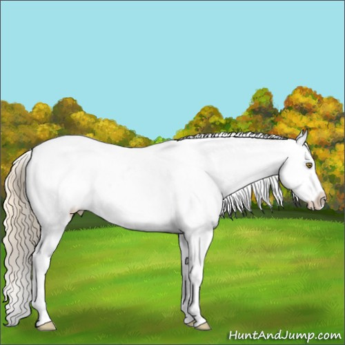 Horse Color:Palomino Tobiano Near Leopard