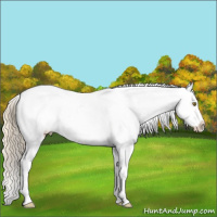 Horse Color:Palomino Tobiano Near Leopard 
