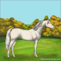 Horse Color:Cremello Roan
