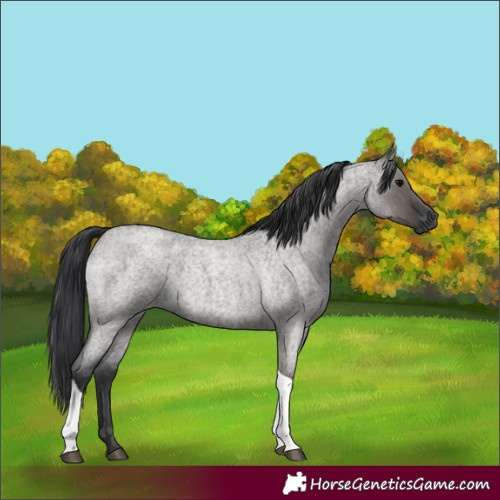 Horse Color:Grullo Roan Tobiano 