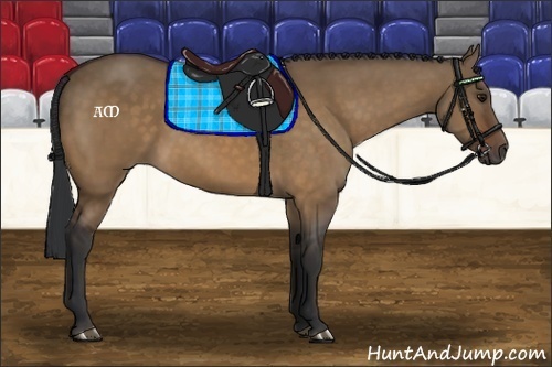 Horse Color:Brown Dun 