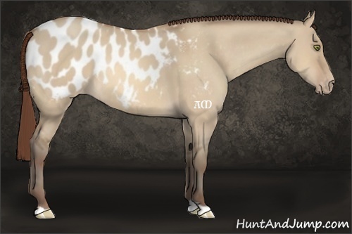 Horse Color:Amber Champagne Dun Appaloosa 