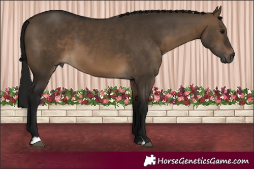 Horse Color:Gray Bay Dun 