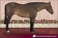 Horse Color:Gray Bay Dun 