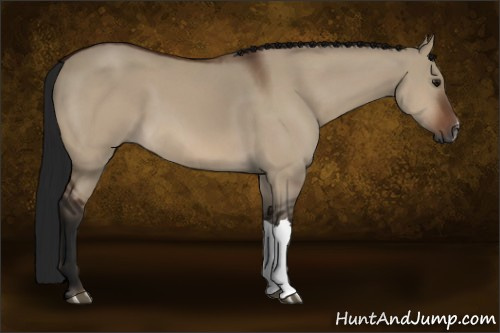 Horse Color:Gray Brown Dun