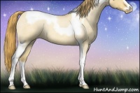 Horse Color:Gold Champagne Roan Dun Splash Tobiano Frame Appaloosa Rabicano 