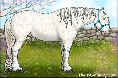 Horse Color:Palomino Leopard and Buckskin Leopard