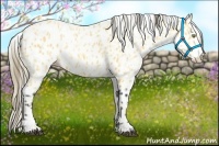 Horse Color:Palomino Appaloosa and Buckskin Appaloosa