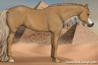 Horse Color:Gray Palomino
