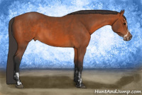 Horse Color:Bay Splash and Bay