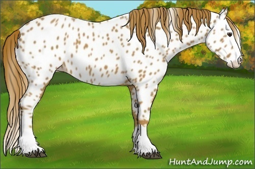 Horse Color:Chestnut Splash Appaloosa 