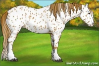 Horse Color:Chestnut Splash Appaloosa 