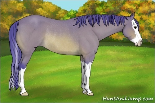Horse Color:Watercolor Bay Roan Splash Rabicano 