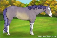 Horse Color:Watercolor Bay Roan Splash Rabicano 