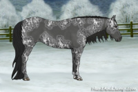 Horse Color:Gray Black Ice