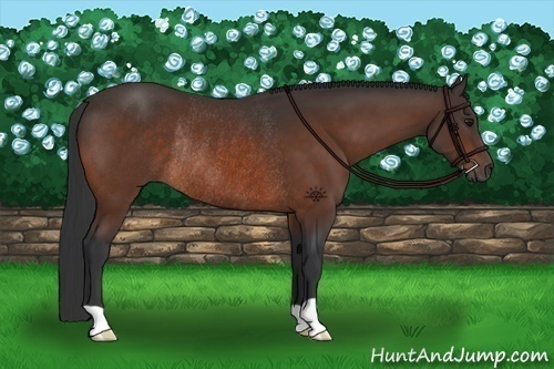 Horse Color:Bay Rabicano