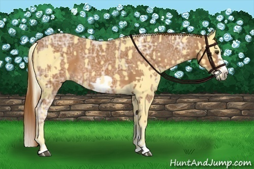 Horse Color:Palomino Roan  and Chestnut Ice Splash Frame 