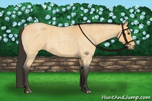 Horse Color:Buckskin Roan 