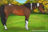 Horse Color:Bay Tobiano 