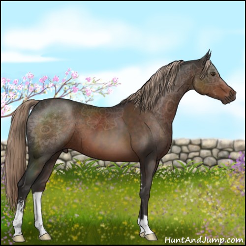 Horse Color:Liver Chestnut Sabino 