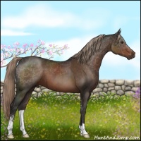 Horse Color:Liver Chestnut Sabino