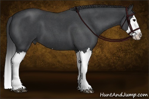 Horse Color:Blue Roan Splash 