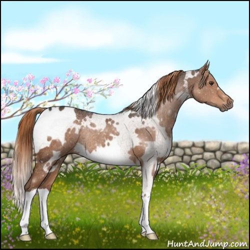 Horse Color:White Spotted Liver Chestnut Rabicano 