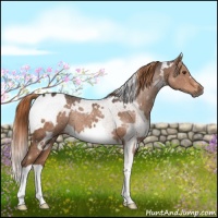 Horse Color:White Spotted Liver Chestnut Rabicano 