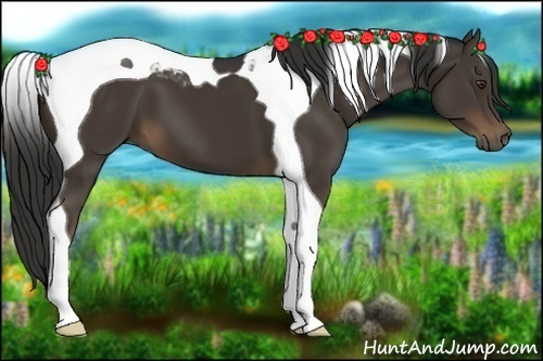 Horse Color:Liver Chestnut Tobiano 