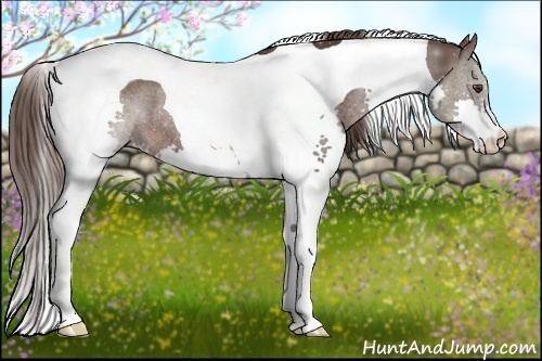 Horse Color:Liver Chestnut Splash Tobiano Rabicano 