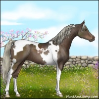 Horse Color:Liver Chestnut Tobiano 