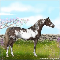 Horse Color:White Spotted Liver Chestnut Frame Rabicano 